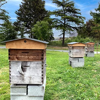 Les ruches sur le campus Kelio